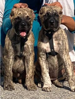 Kurdish Kangal security dog pair 3 month for sale heavy bone