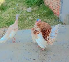 Turkeys Breeder Pair