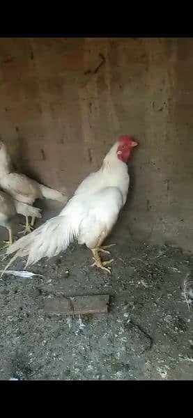 Aseel Heera white pair and chicks 1