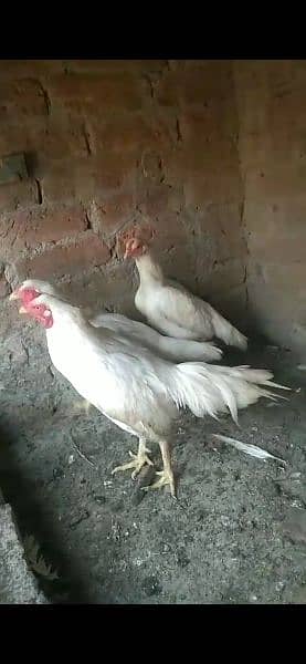 Aseel Heera white pair and chicks 2