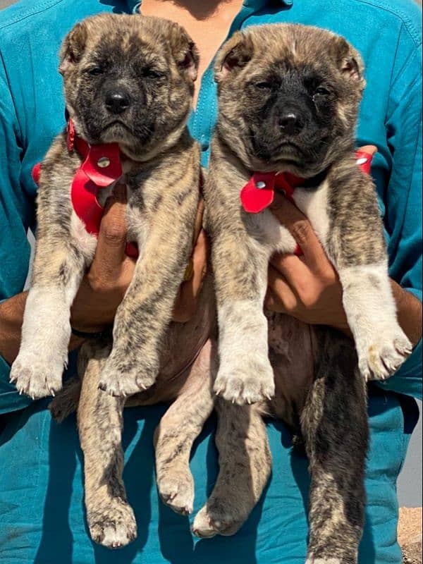 Kurdish Kangal security dog 2 month pair for sale heavy bone 0