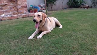 Female Labrador 2 Years Old