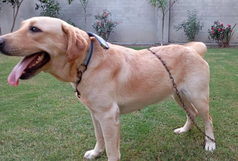 Female Labrador 2 Years Old 2