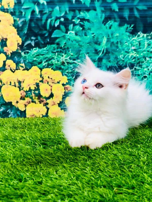 Persian Punch face triple coat cat Kitten 10