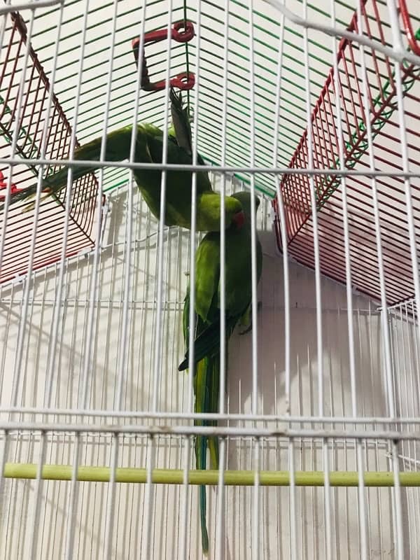 Green Parrot 0