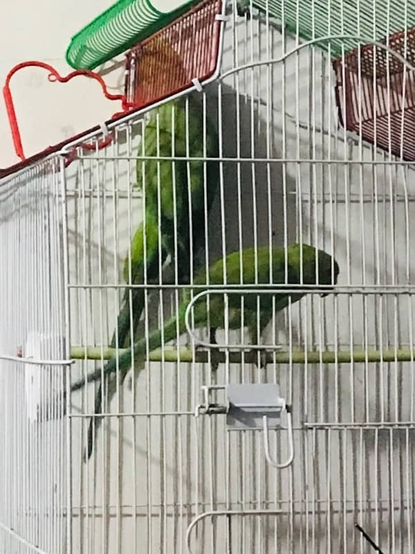 Green Parrot 1