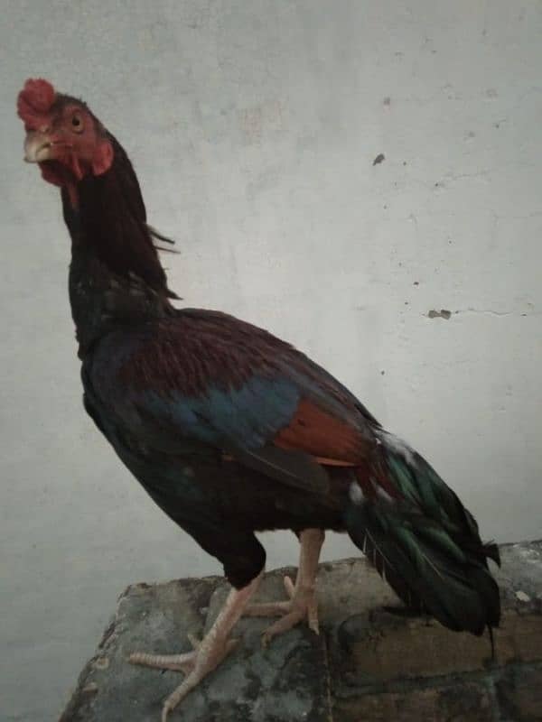 Aseel mianwali chicks for sale 1