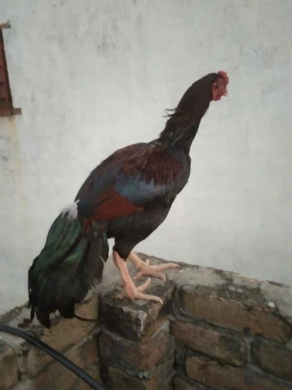 Aseel mianwali chicks for sale 2