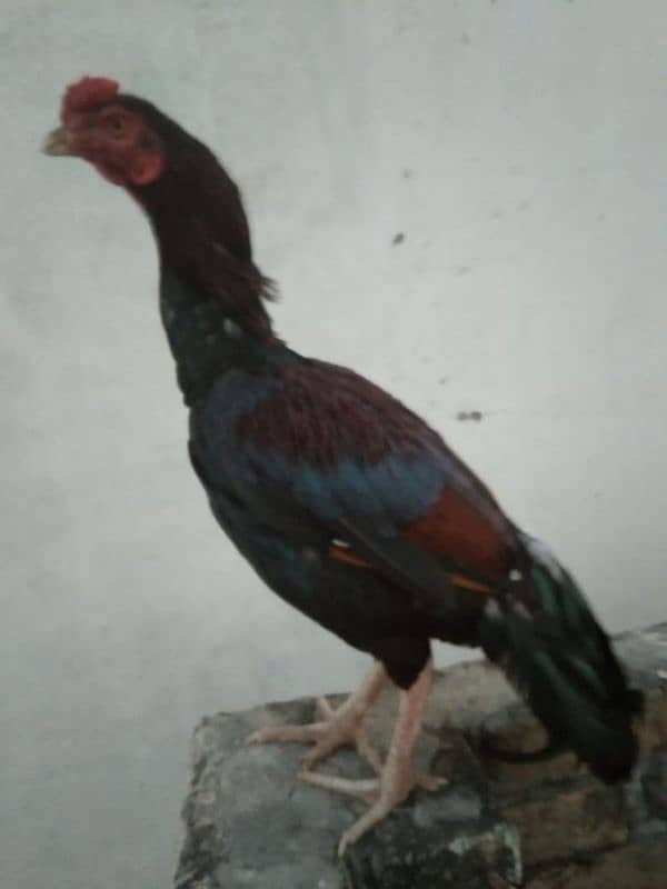 Aseel mianwali chicks for sale 3