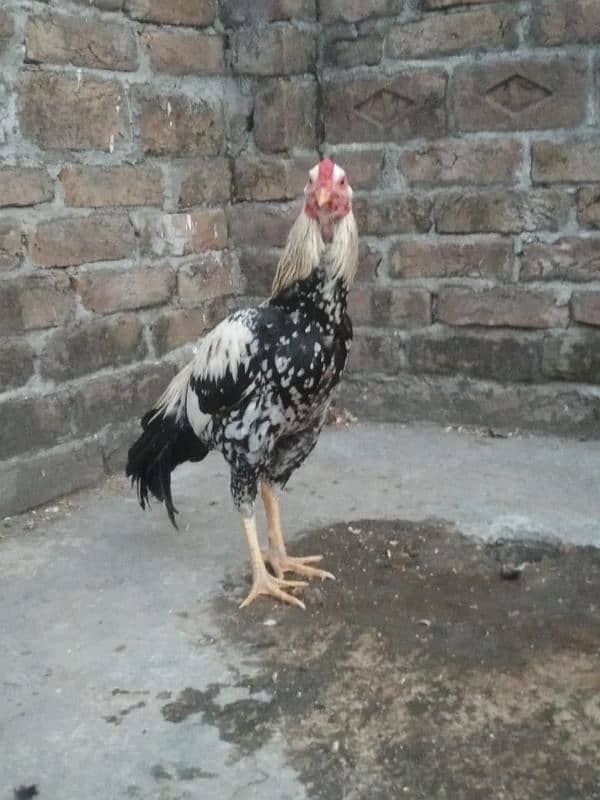 Aseel mianwali chicks for sale 6