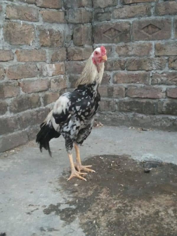 Aseel mianwali chicks for sale 7