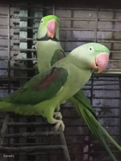 ParrotsWorld