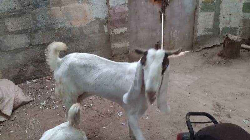 gulabi pasa bakri for sale 3