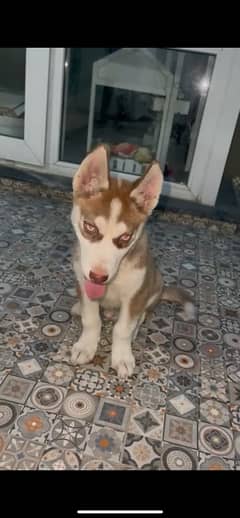 9months vaccinated husky male brown