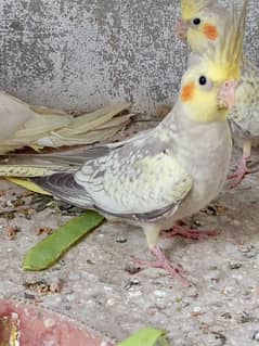 young cockatiel pair