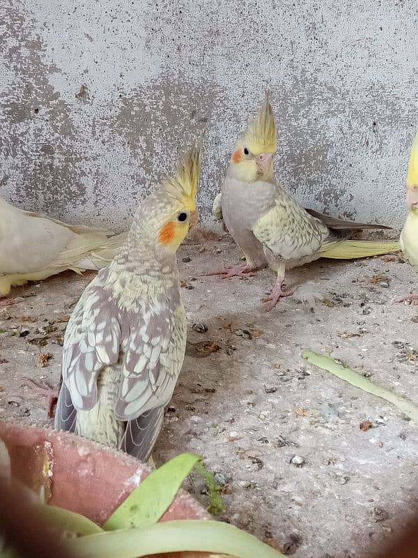 young cockatiel pair 2