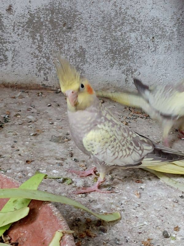 young cockatiel pair 4