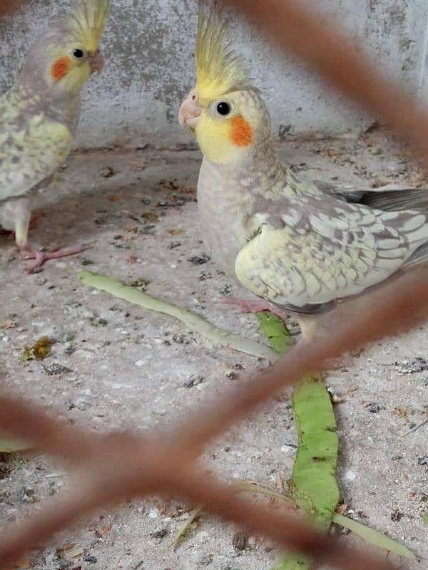 young cockatiel pair 8