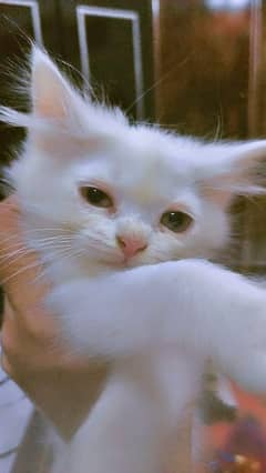 Persian kittens for sale