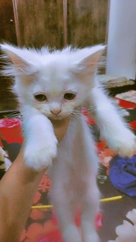 Persian kittens for sale 2