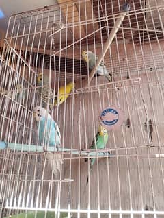 rainbow budgies