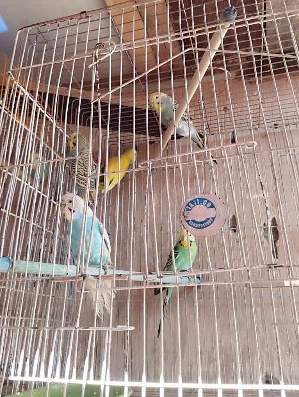 rainbow budgies 0