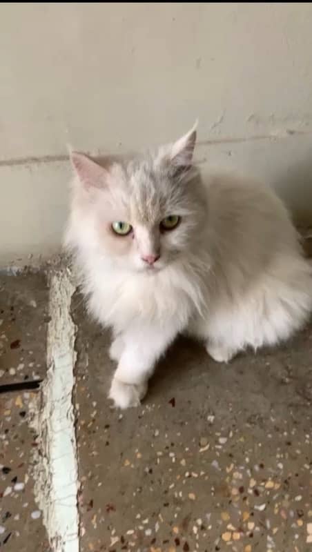 Doll dace persian cat urgent sale 0