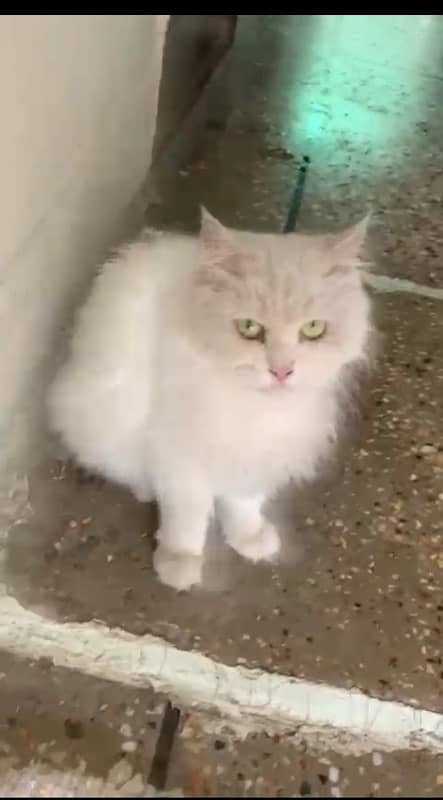 Doll dace persian cat urgent sale 2