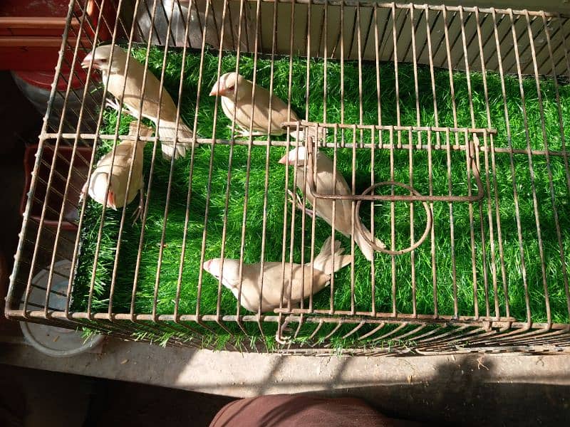 fawn chicks edge 3 sa 4 month available location naya pul hyderabad 0