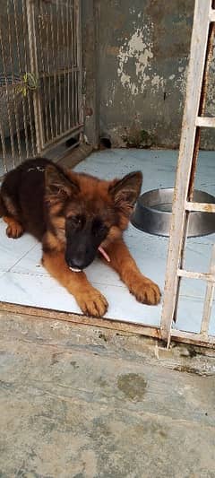 German shepherd male puppy for sale