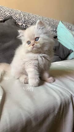 Persian Kitten for sale Contact whatup 03201711036