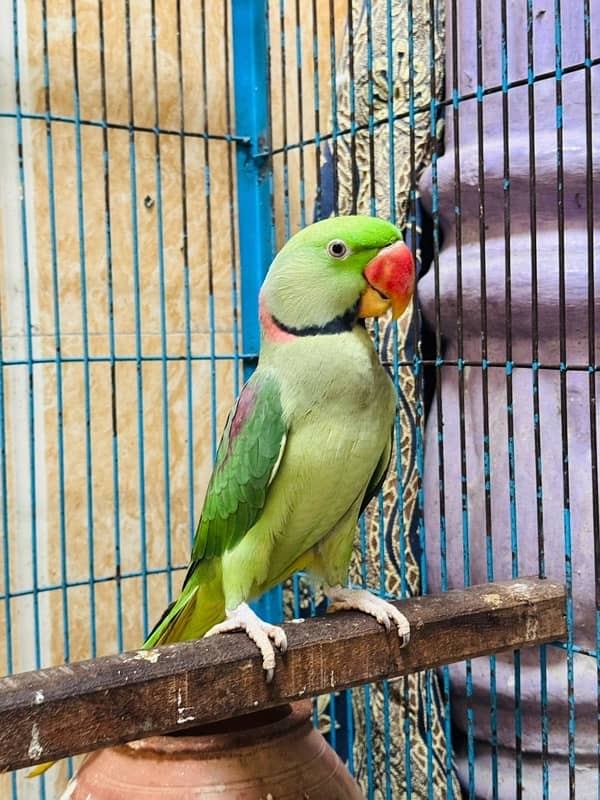 Alexandrine Parrots with Cage 0