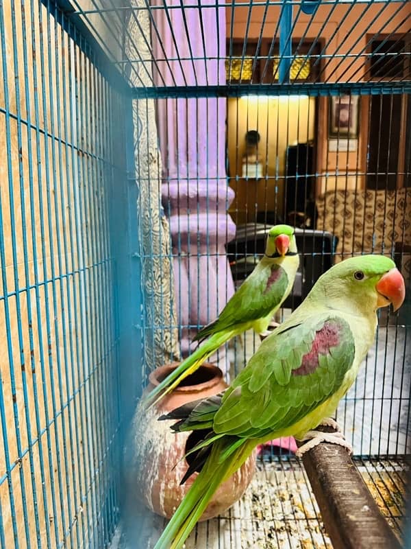 Alexandrine Parrots with Cage 1