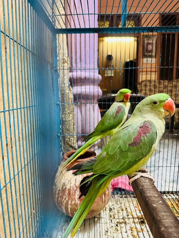 Alexandrine Parrots with Cage 2