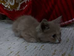 persian kitten brown