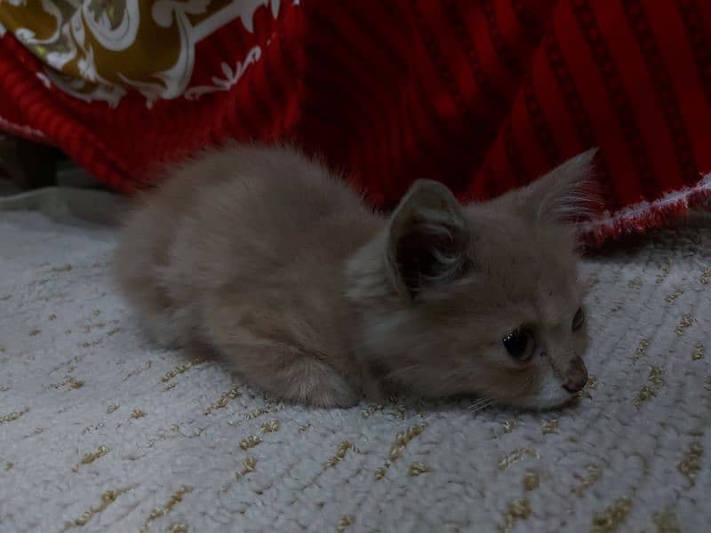 persian kitten brown 0