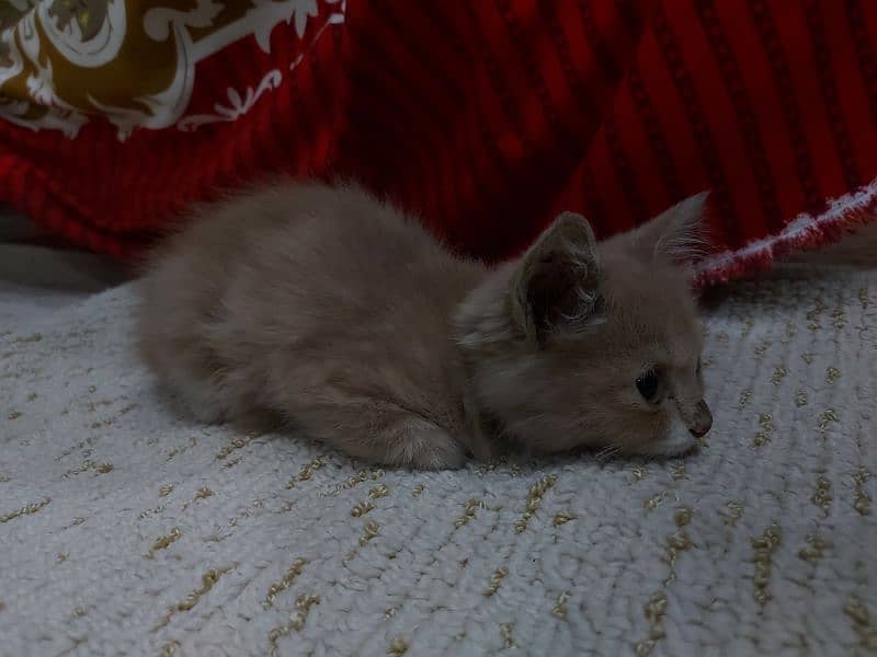 persian kitten brown 1