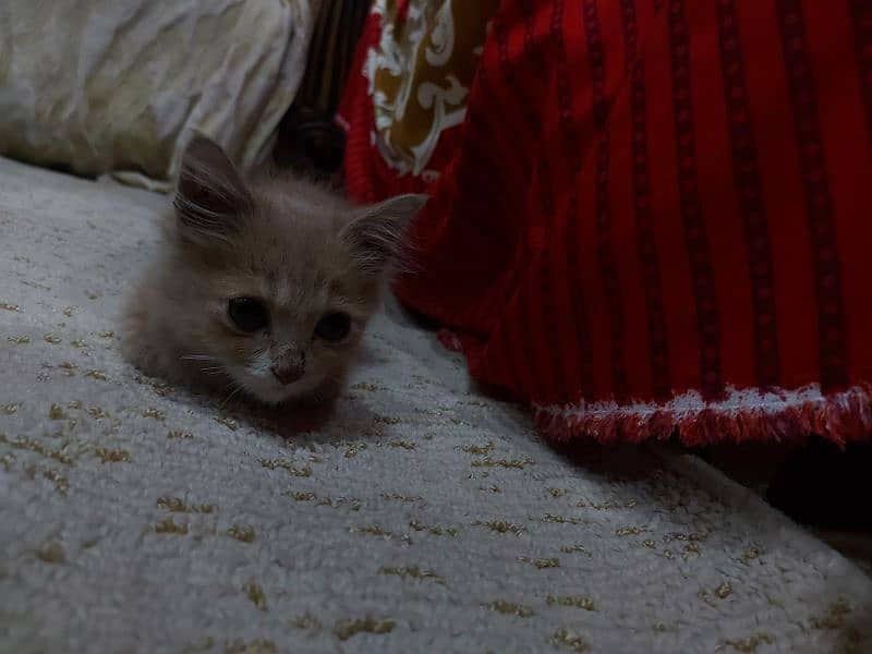 persian kitten brown 2