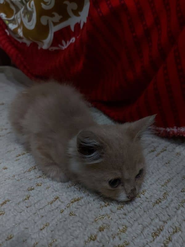 persian kitten brown 3