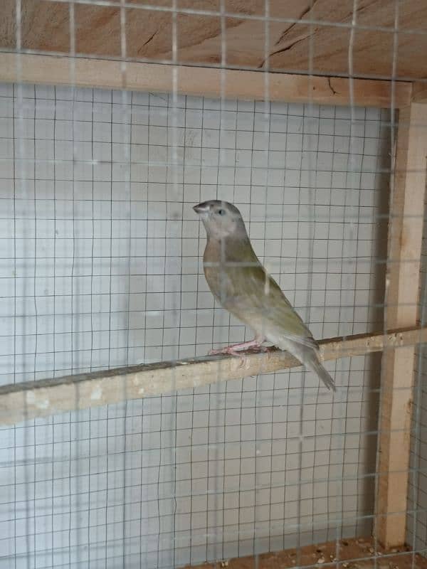 3 Gouldian Pathay 2 Months Old. 2