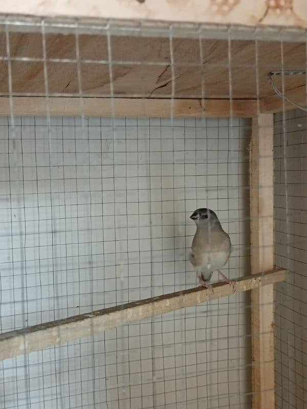 3 Gouldian Pathay 2 Months Old. 3