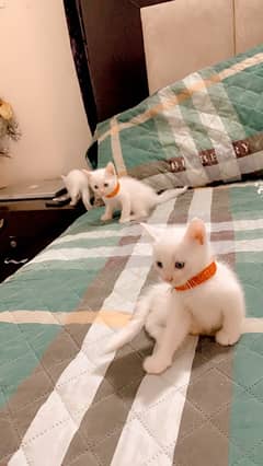 persian cat kittens