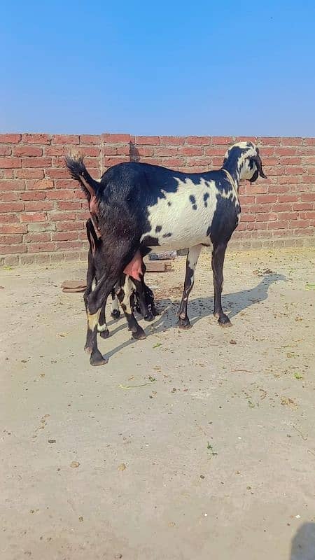 desi cross bakri 1 male baby urgent sale 0