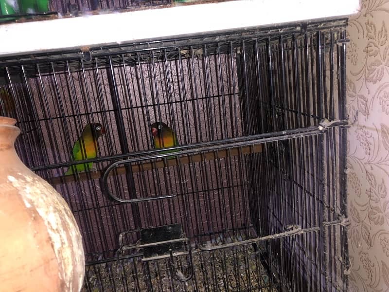 love birds breeding sutap Sal 6