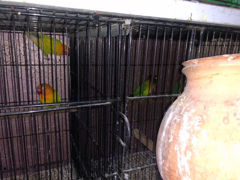 love birds breeding sutap Sal 9