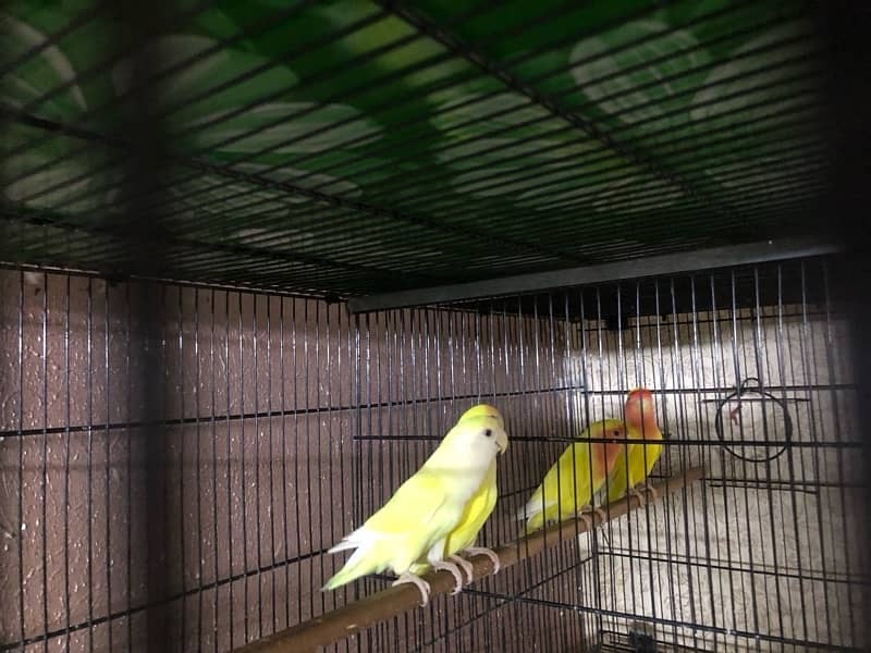 love birds breeding sutap Sal 11