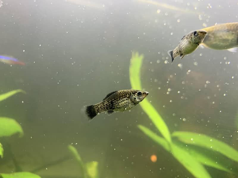 1 month old molly fish frys for cheap and snails 0