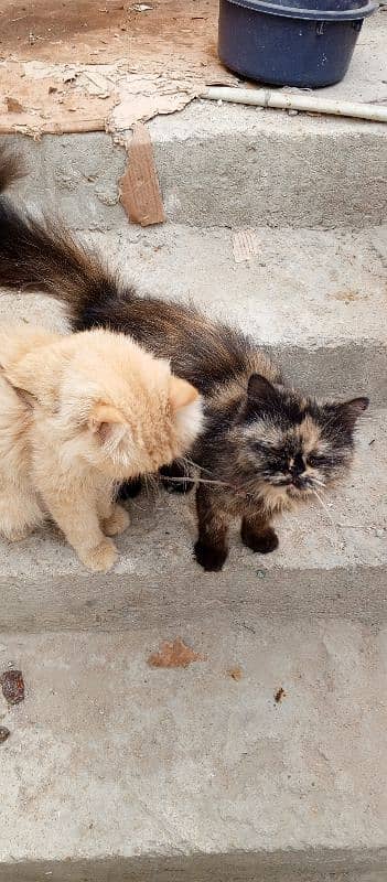 prison punch face cats 1