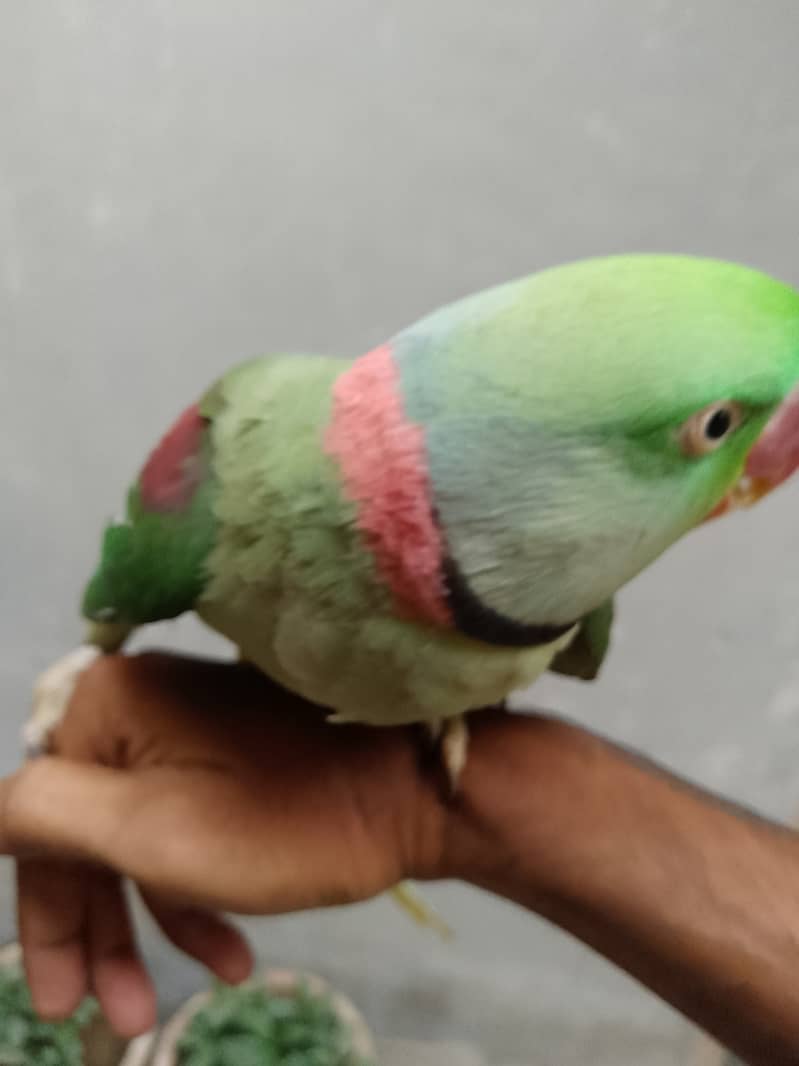 Raw Male Parrot Arjunt Sale 4