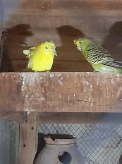 2 piece hogoromo and 2 piece budgie fully healthy and active